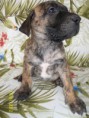 /album/galeria-de-fotos-ninhada-c2-scooby-doo-x-cheetara/c2-f01ai-jpg1/